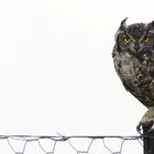 Bird watching in Bredasdorp Bird watching in Bredasdorp